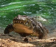 Crocodile, Bandipur National Park