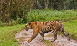 Tiger Bandipur