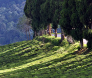 Tea Garden_Sikkim