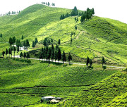 Ilam Tea Garden